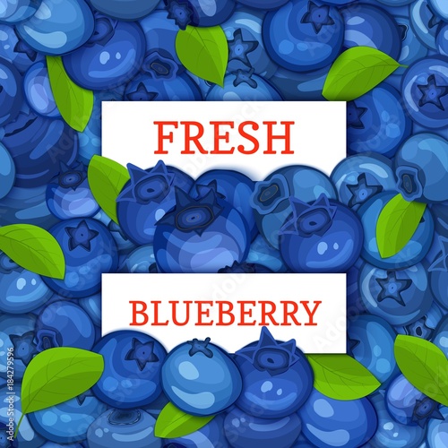 Two white rectangle label on blueberry berries background. Vector card illustration. Fresh and juicy bilberry fruits for design of food packaging juice breakfast detox diet, jam.
