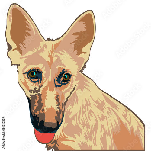 yellow dog shepherd