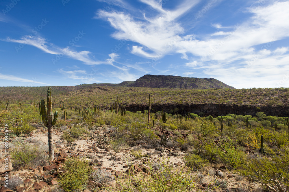 Baja Desert Landscape Baja Desert Landscape