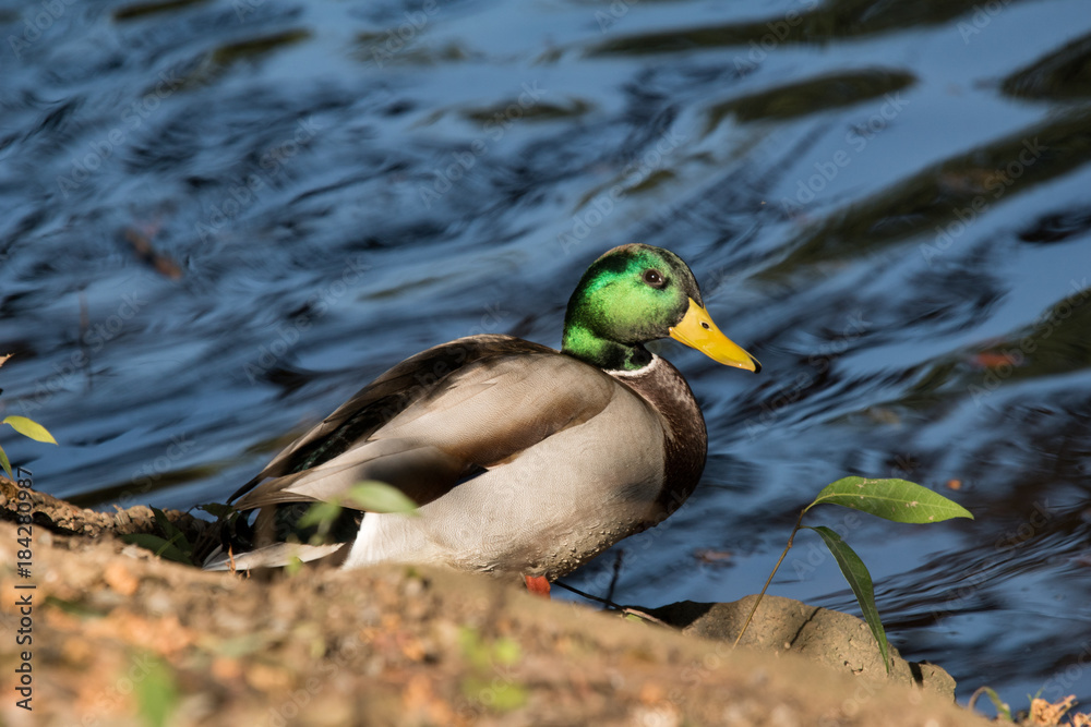 Fototapeta premium 綺麗に撮れよ！
