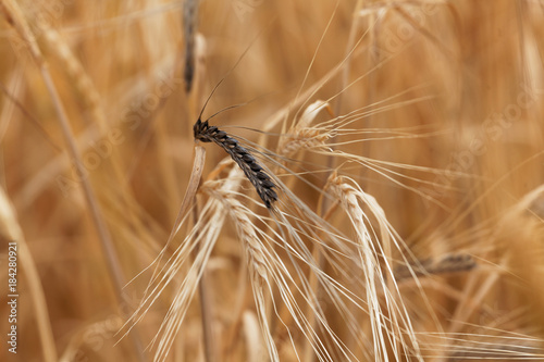 Spikes of barley with Covered smut, a fungi disease (Ustilago hordei) photo