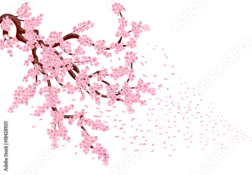 Sakura with flying petals. Lush curved branches of a cherry tree with pink small flowers and cherry buds. illustrator isolated