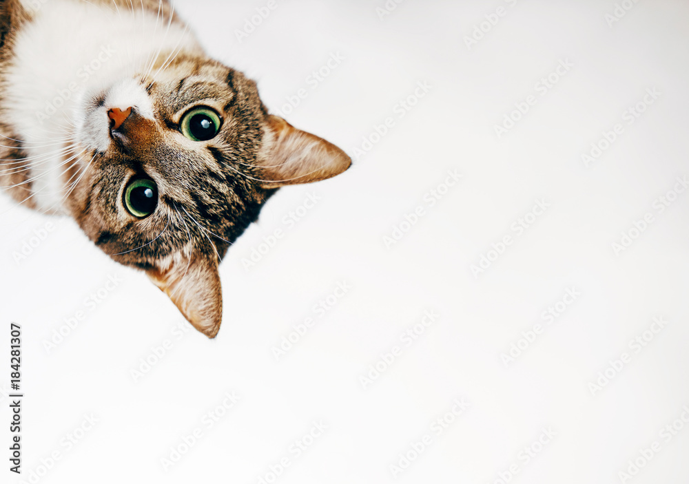 the cat looks out, cat on white background peeks around the corner Stock  Photo | Adobe Stock