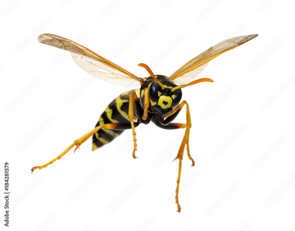 wasp isolated on white wasp isolated on white