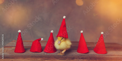 baby duck with a santa hat