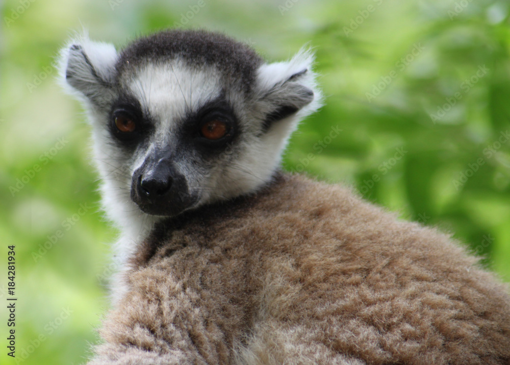 Obraz premium Katta Portrait - Nahaufnahme, Madagaskar
