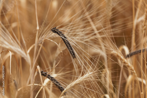 Spikes of barley with Covered smut, a fungi disease (Ustilago hordei) photo