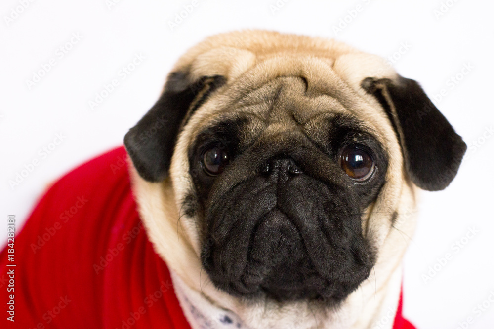 Very cute sitting pug dog in a red New Year's dress. Looking with sad eyes
