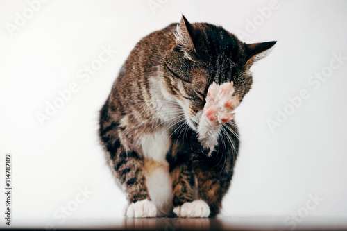 Fototapeta Naklejka Na Ścianę i Meble -  the cat washes the paw