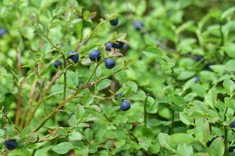 Vaccinium 