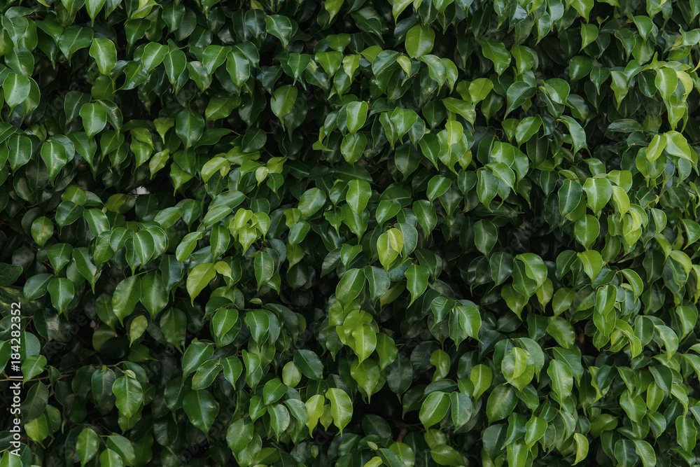 Green leaves texture, foliage backdrop Green leaves texture, foliage backdrop