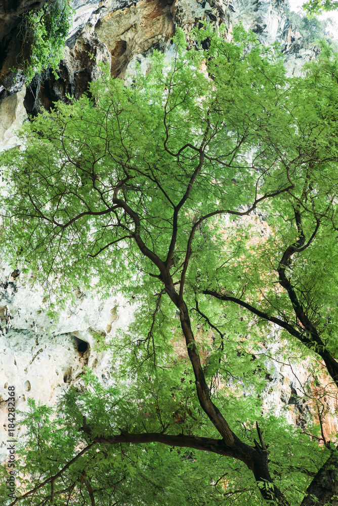 Fototapeta premium tree in the natural environment