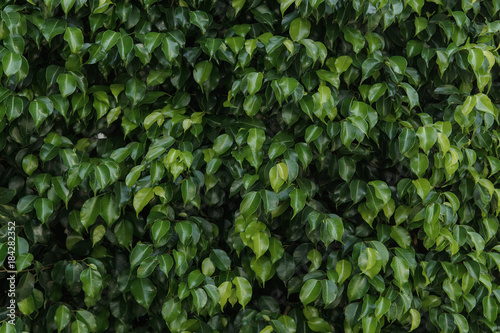 Wallpaper Mural Green leaves texture, foliage backdrop Torontodigital.ca