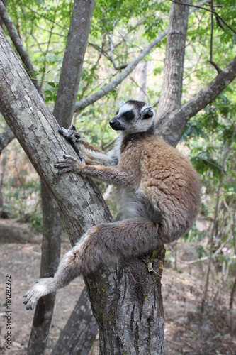 Katta Mänchen im Regenwald, Madagaskar