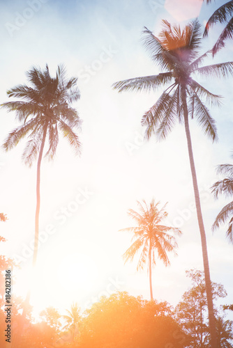 Palms on the beach © karrastock