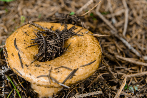 Oranger Pilz photo