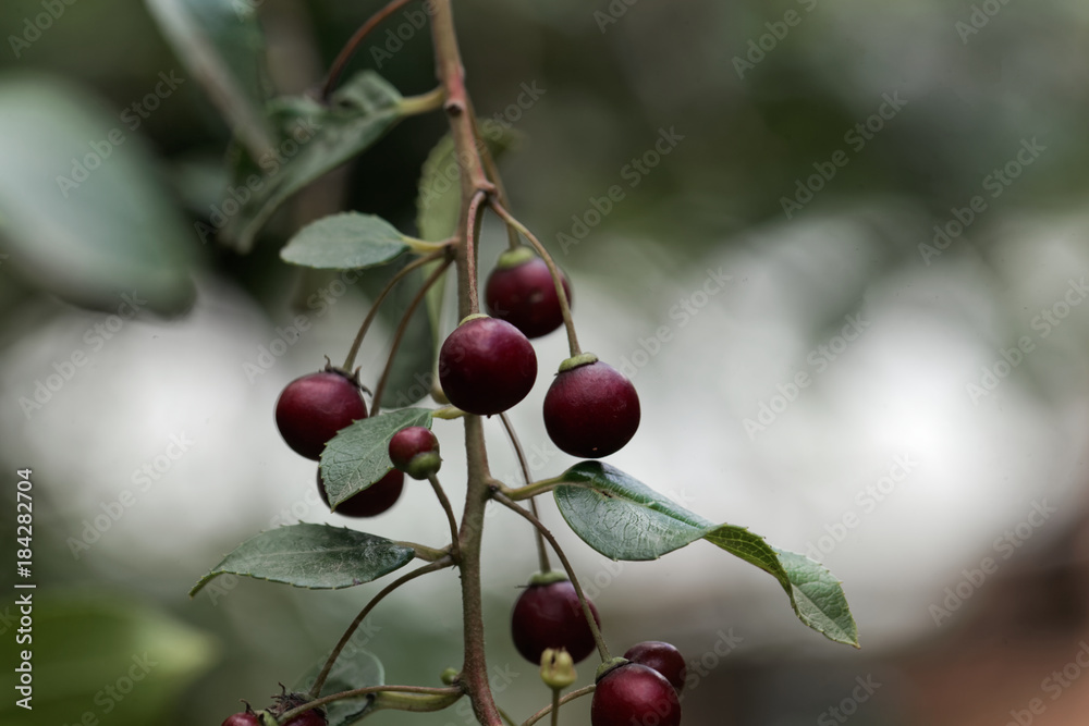 Obraz premium Fruits of a shiny leaf buckthorn (Rhamnus prinioides)