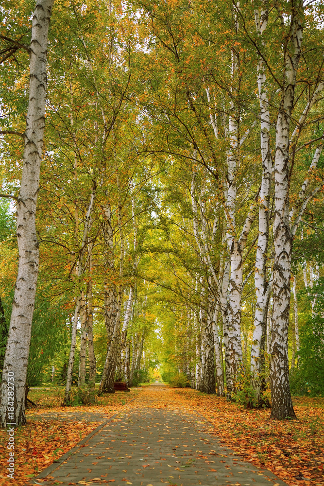 Autumn time. Very beautiful autumn birches along the road with fallen leaves. Landscape with tall birches.