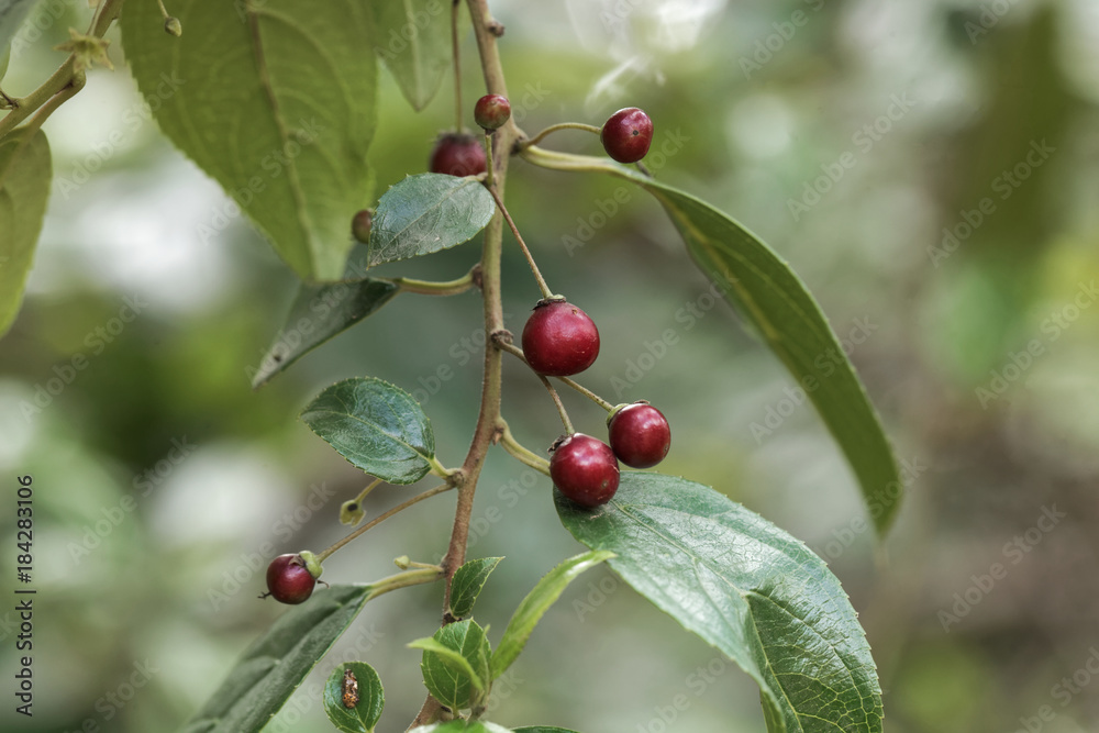 Fruits of a shiny leaf buckthorn (Rhamnus prinioides) Fruits of a shiny leaf buckthorn (Rhamnus prinioides)