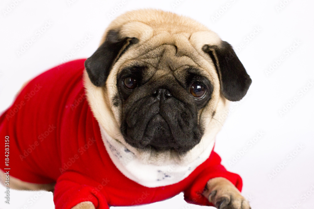Very cute sitting pug dog in a red New Year's dress. Looking with sad eyes