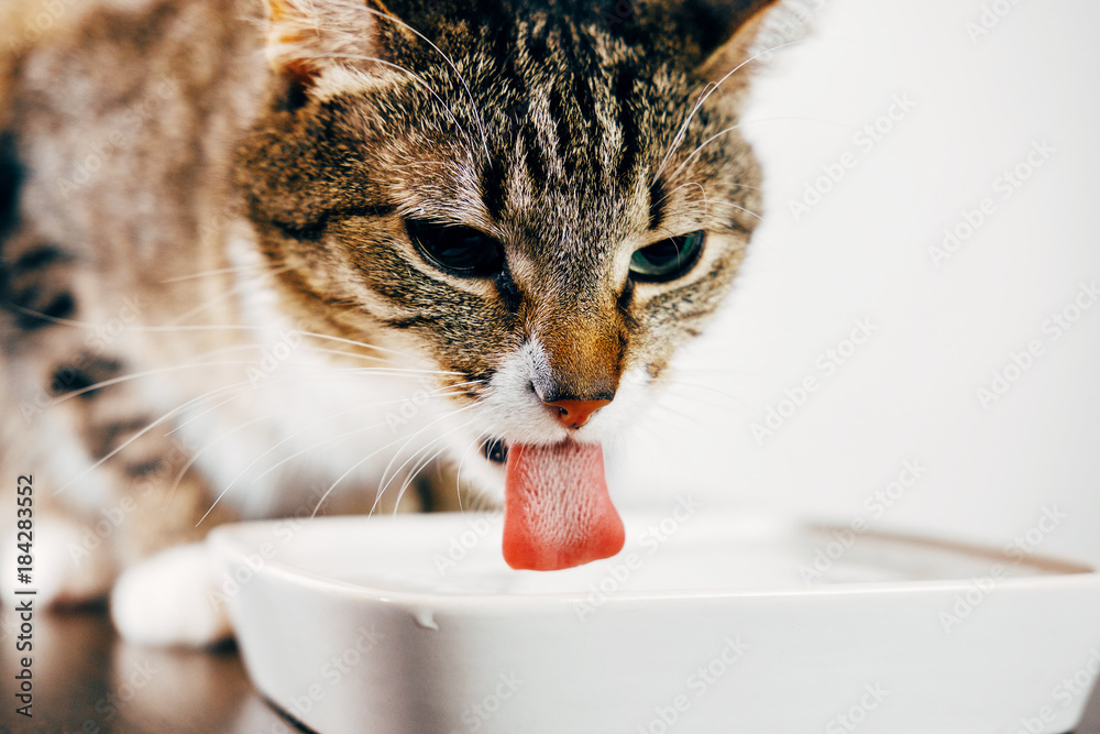 Fototapeta premium pasiasty kot pije wodę z talerza, kot wystawił jej język