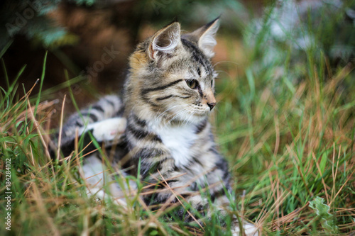 cute kitten in the grass © Anastasiya