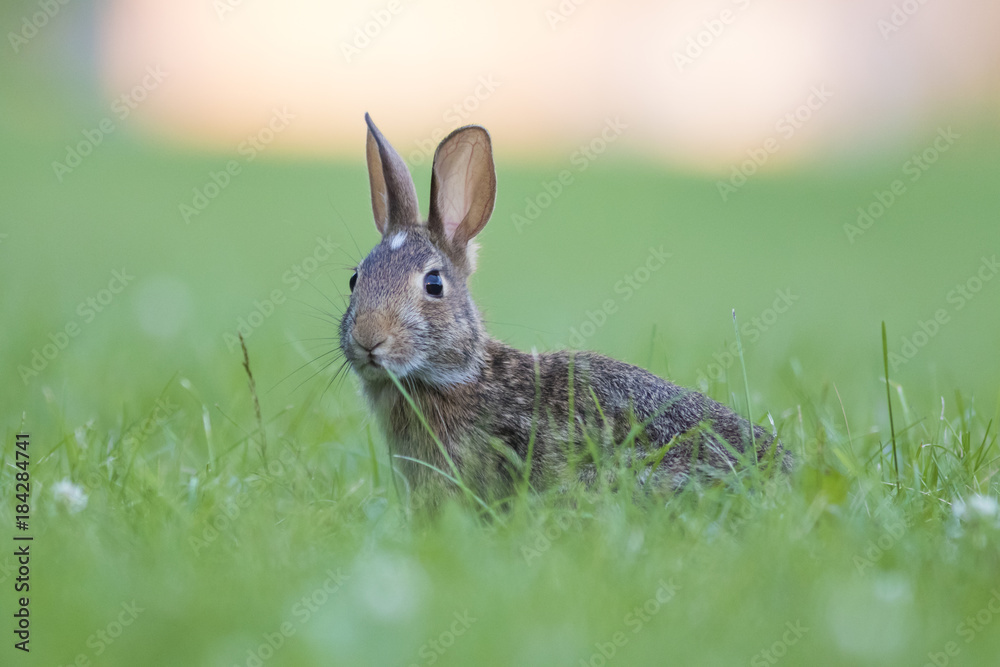 Fototapeta premium eastern cottontail bunny