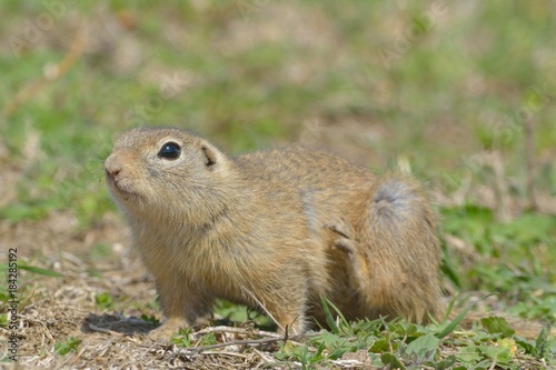 European Ground Squirrel or Souslik in Springtime © Iliuta