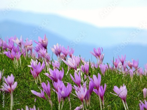 purple flowers 2 © Voicu