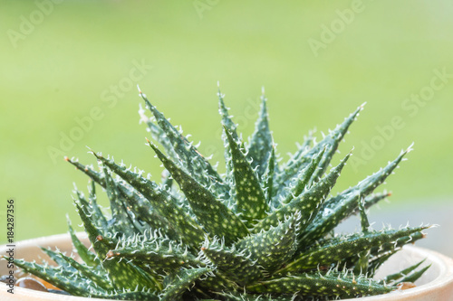 Macro shooting of aloe haworthia succulents plant with blurred green nature background.