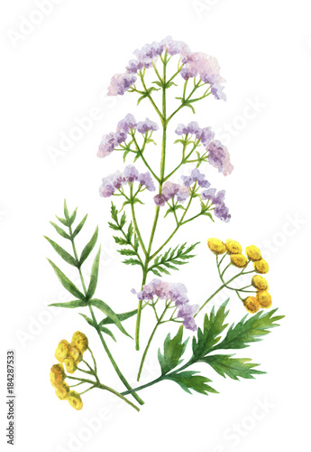Watercolor vector bouquet with meadow plants.