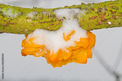 Fruit body of Golden jelly fungus (Tremella mesenterica), covered with snow, on a dead branch of an Oak tree photo