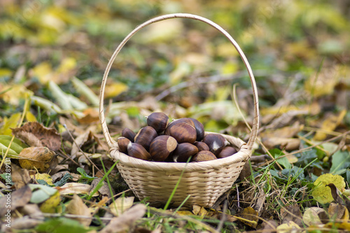 Group of sweet chestnuts in the grass and autumn leaves, small wicker basket