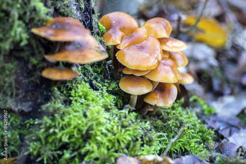 Flammulina velutipes mushroom on wooden shrub in green moss, cluster of tasty winter mushrooms