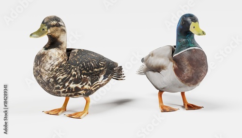 Realistic 3D Render of Ducks