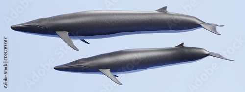 Realistic 3D Render of Fin Whale photo