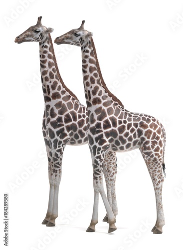 Realistic 3D Render of Giraffe  Rothschild 