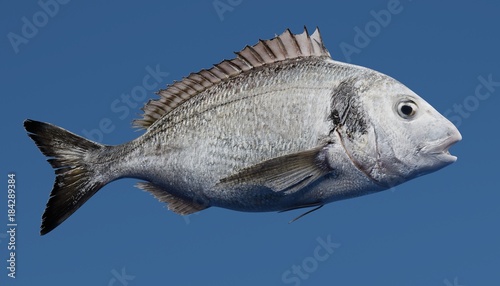 Realistic 3D Render of Gilthead Bream Fish