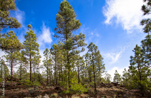 Canarian pines