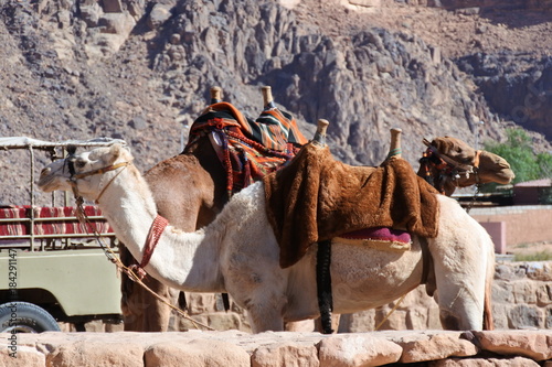 Kamele im Wadi Rum in Jordanien