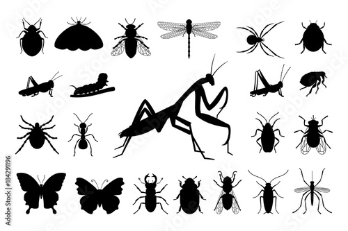 Set of silhouettes of insects: butterfly, mantis, grasshopper, dragonfly, mol, flea, fly, caterpillar, spider, mosquito
