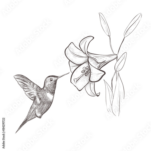 Hummingbird bird nectar flower. Hummingbird and lily