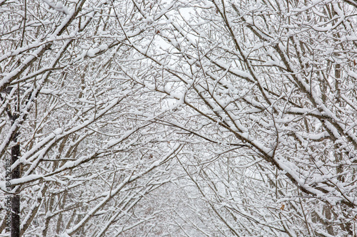 Snow Covered Trees and Branches with Shallow Depth of Field