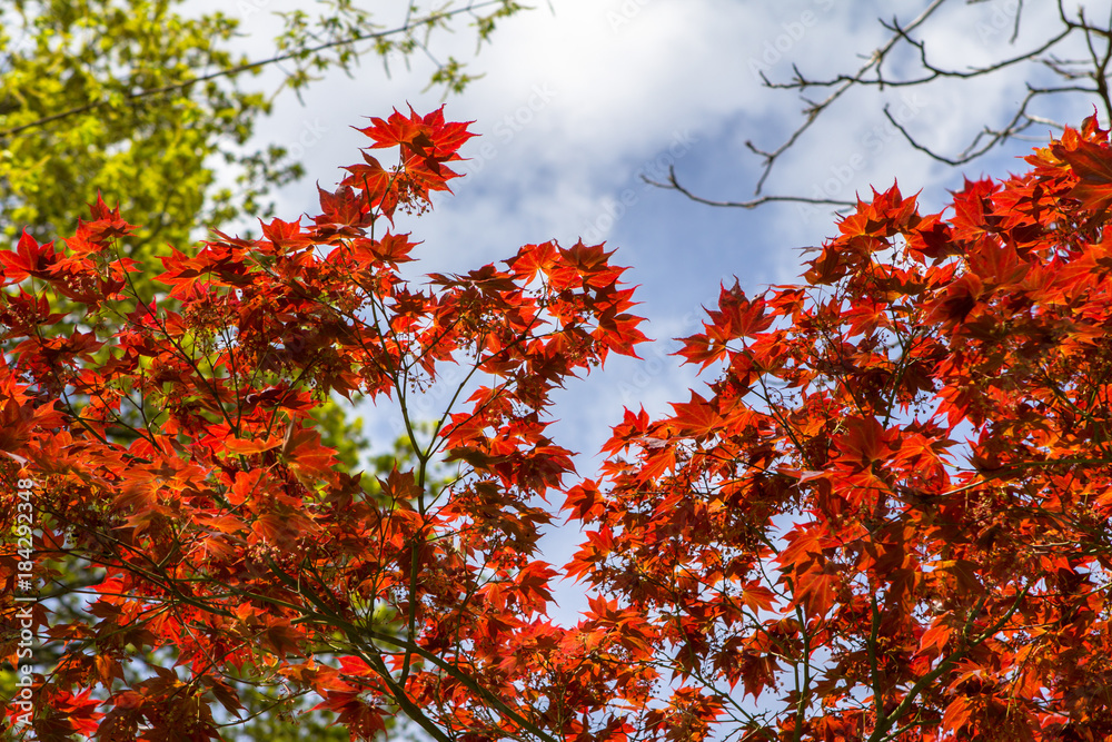 Autumn orange leaves on the trees