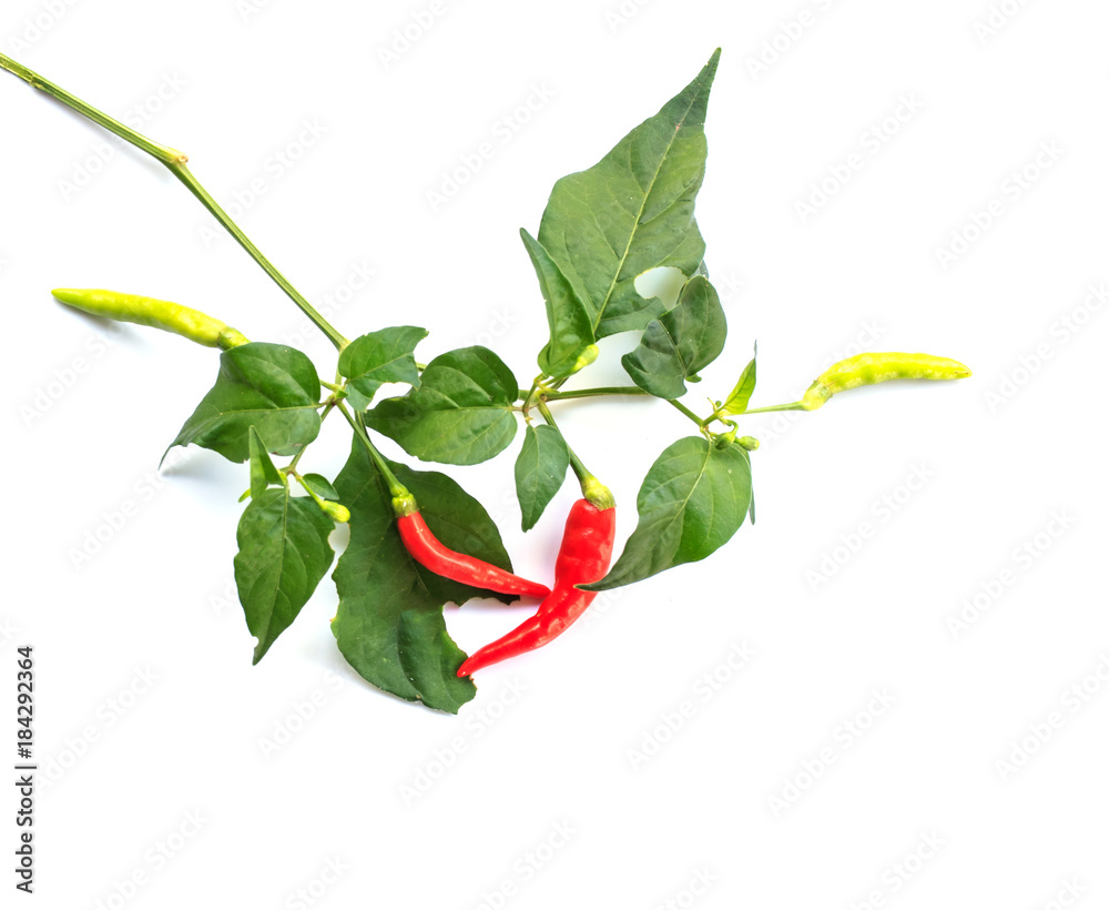 Fototapeta premium branch red chili pepper with leaf on a white background.