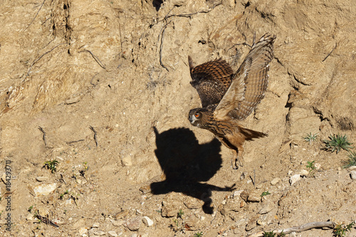 Eagle owl