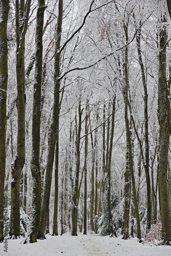 A colour image of Frith woods in the Cotswolds of England after a snow storm. A colour image of Frith woods in the Cotswolds of England after a snow storm.
