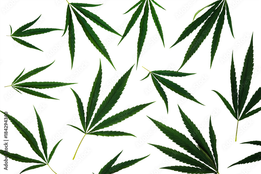 Leaves of cannabis isolated on white background
