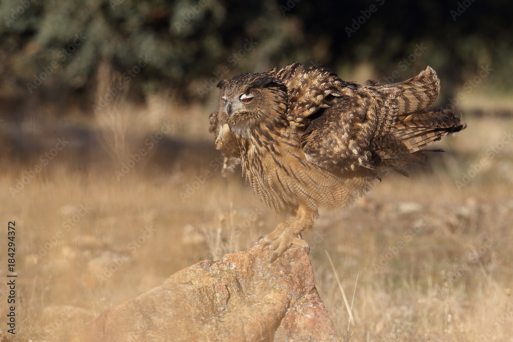Eagle owl