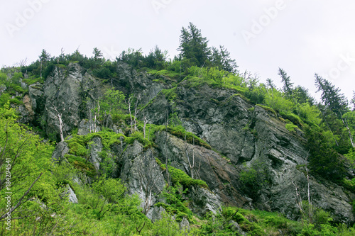 Rocky Mountains with plants